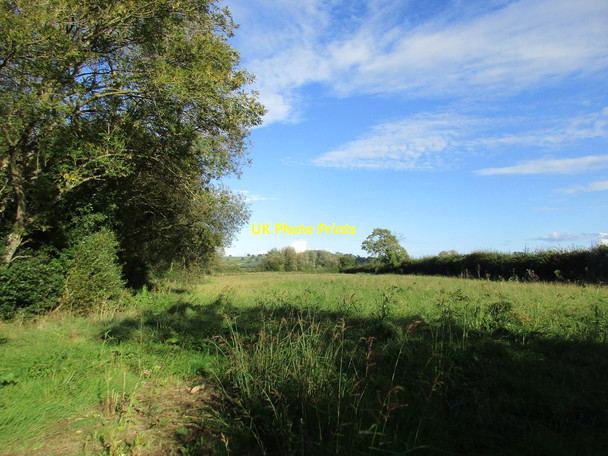 Photo 6"x4" Grass field neat Thornford Station Beer Hackett c2017