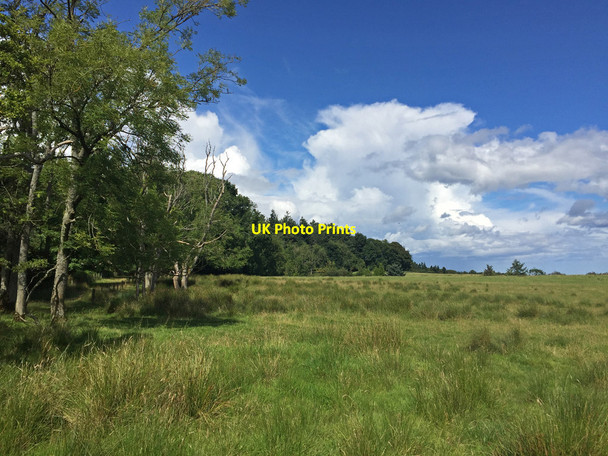 Photo 6"x4" Woodland boundary Detchant c2017