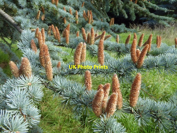 Photo 6"x4" Fir tree cones Great Malvern c2017