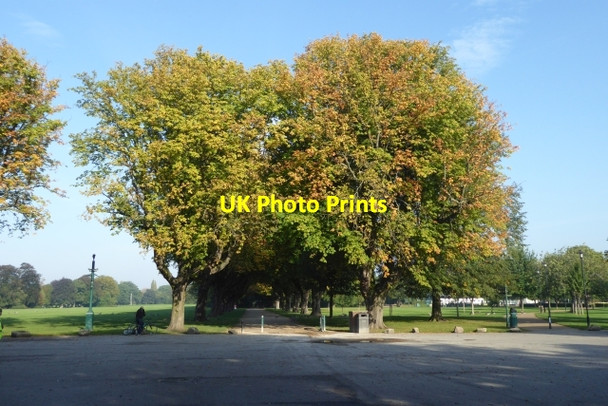 Photo 6"x4" Large trees at East Park Summergangs c2017