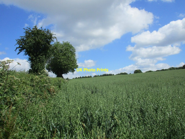 Photo 6"x4" Footpath to Barton Hill Brimps Hill c2017