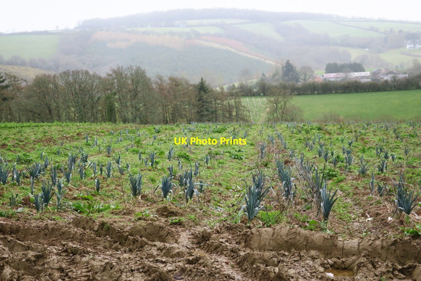 Photo 6"x4" A Field of Leeks Woodland Head c2017