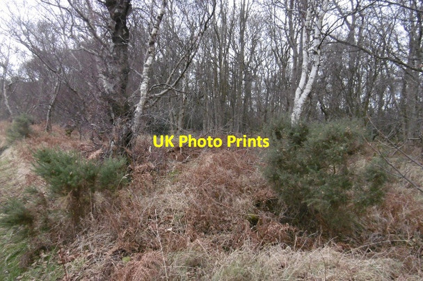 Photo 6"x4" Scarhill Wood Gifford c2016