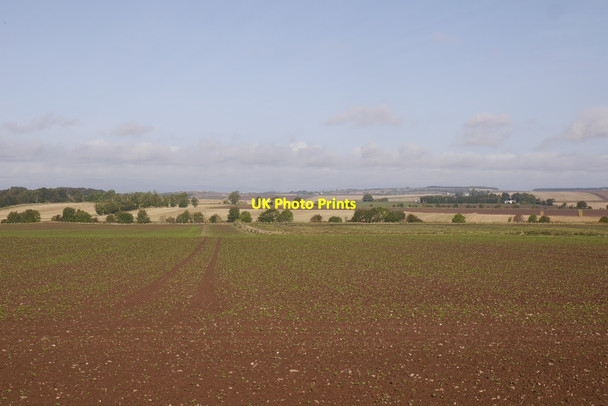 Photo 6"x4" Oilseed rape, West Newton Marywell\/NO6544 c2017