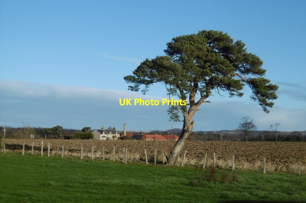 Photo 6"x4" A lone pine, Samuelston Samuelston c2017