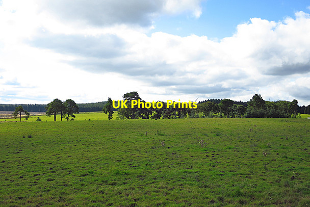 Photo 6"x4" Shelter Belt at Kipsyke Woolfords Cottages c2017