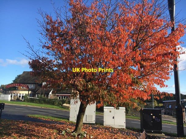Photo 6"x4" A cherry tree outside the Cherry Tree Carter Knowle c2017