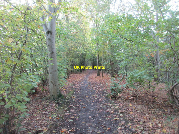 Photo 6"x4" Trans Pennine Trail near Silkstone Common Kine Moor c2017