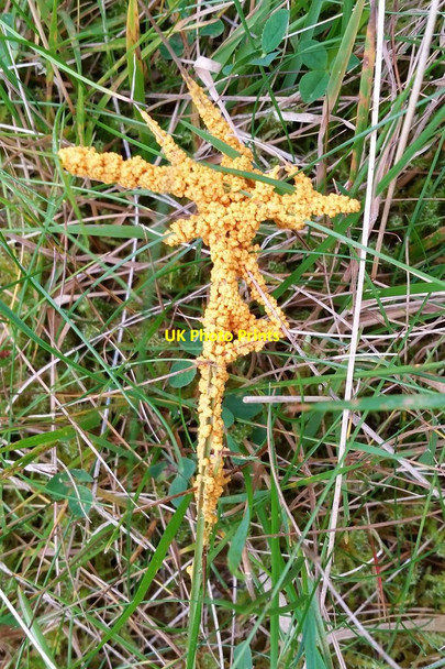 Photo 6"x4" Slime mould, Baltasound Baltasound c2017