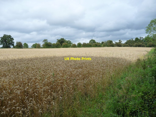 Photo 6"x4" Wheatfield, south-west of Newton Harcourt Newton Harcourt c2017