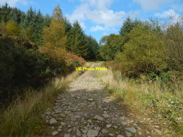 Photo 6"x4" Forestry track Cardross\/NS3477 c2017