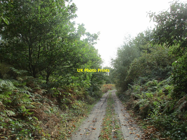 Photo 6"x4" Course of old railway Rainworth c2017