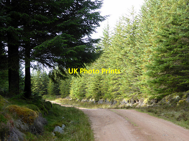 Photo 6"x4" On the forest road from Loch More to Altnabreac Cnoc a' Gharbh-loch c2017