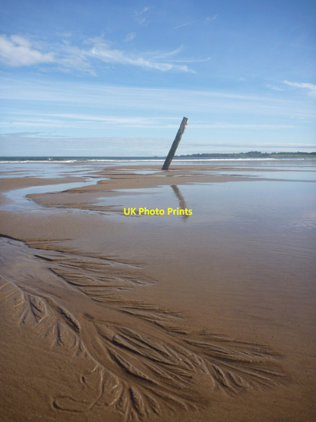 Photo 6"x4" Coastal East Lothian : Long Roots! West Barns c2017