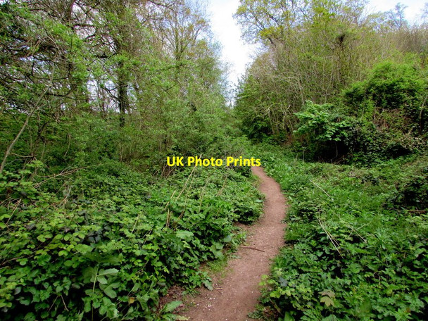 Photo 6"x4" Woodland path, Lydney Lydney c2017