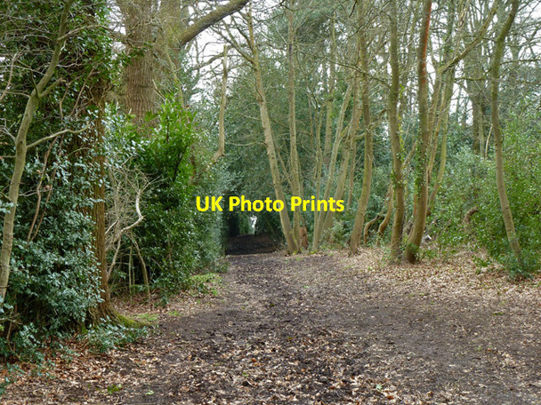 Photo 6"x4" Footpath from the west end of Totteridge Common to Holcombe Hill Barnet c2013