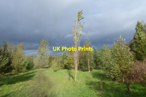Photo 6"x4" Birch trees near the Pinewoods Harrogate c2017