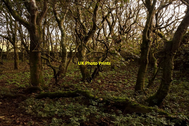 Photo 6"x4" Autumn in the plantation at Halligarth, Baltasound Baltasound c2017