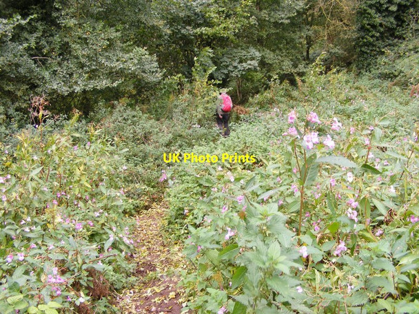 Photo 6"x4" Downhill Path Lower Penn c2017
