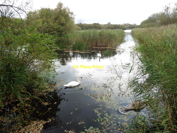 Photo 6"x4" Decoy pool, Westhay Moor Nature Reserve Bagley\/ST4545 c2017