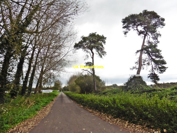 Photo 6"x4" Westhay Moor Drove Lower Godney c2017
