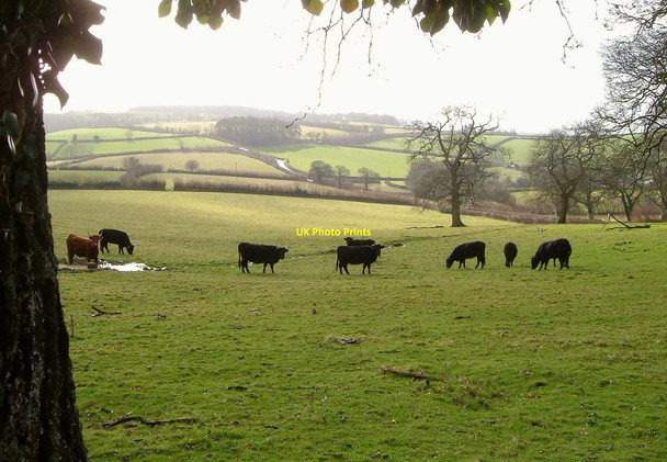 Photo 6"x4" Cattle near Halshanger Welstor c2006