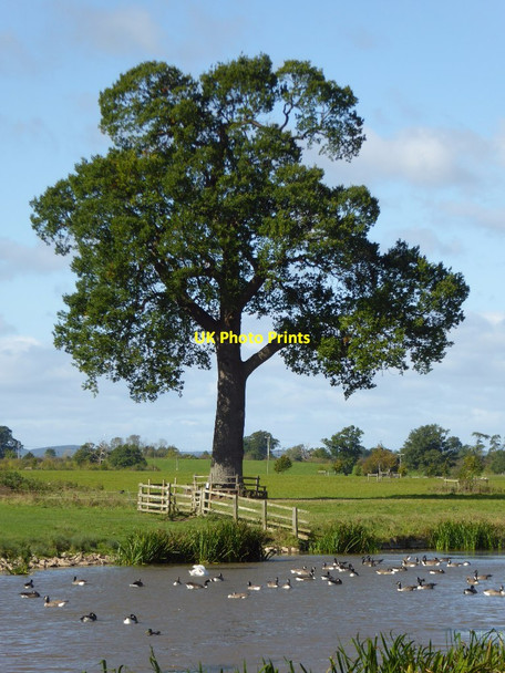 Photo 6"x4" Tree beside Croome River Dunstall Common c2017