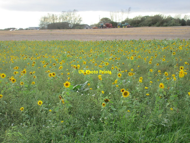 Photo 6"x4" Field of sunflowers Barmston\/TA1659 c2017