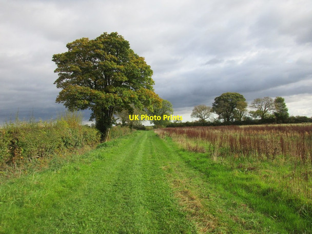 Photo 6"x4" The other side of the hedge from the bridleway Ryton\/SE7975 c2017