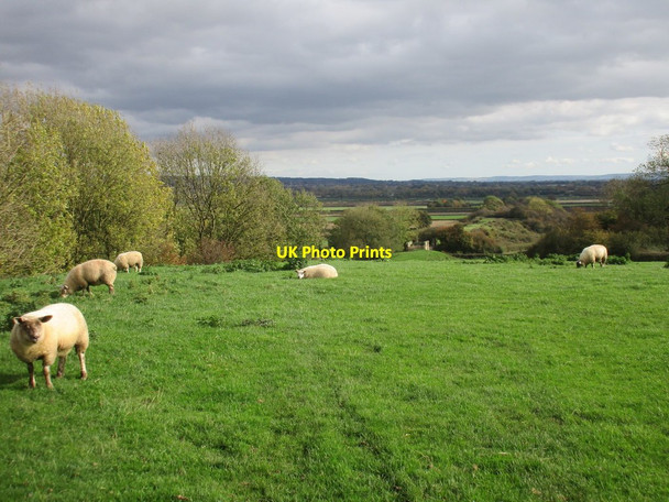 Photo 6"x4" Grazing sheep Sinnington c2017