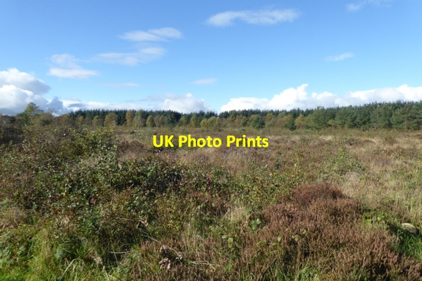 Photo 6"x4" Heather near Cliff Plantation Cold Kirby c2017
