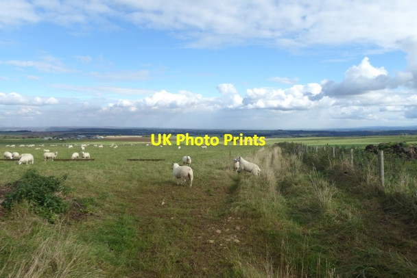 Photo 6"x4" Sheep next to Cleveland Road Boltby c2017