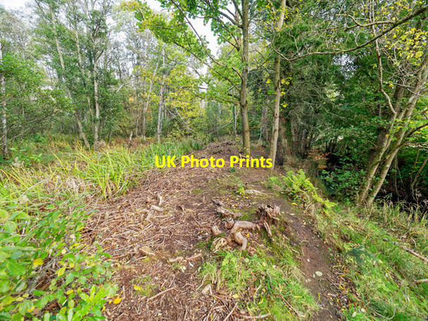 Photo 6"x4" Riverbank by the Rosehaugh Burn Avoch c2017