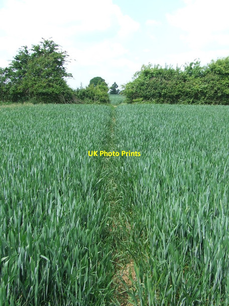 Photo 6"x4" Path Through The Field And Hedge Gainsford End c2017