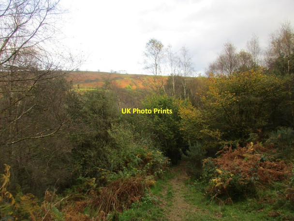 Photo 6"x4" Path through woodland near Levisham station Newton-on-Rawcliffe c2017
