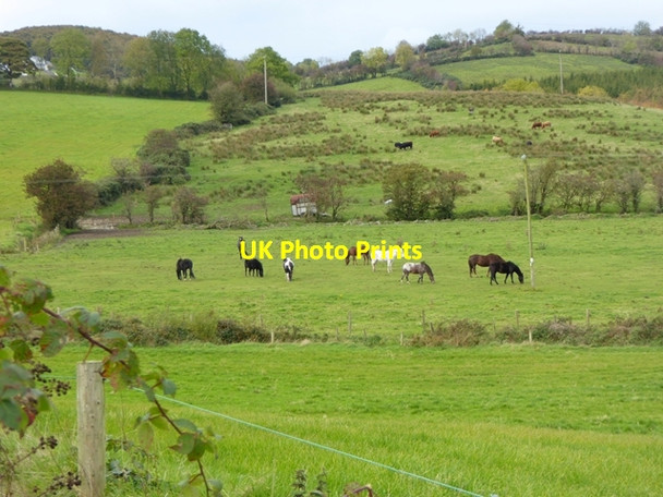 Photo 6"x4" Field with horses at Lurganbane Bailieborough c2017