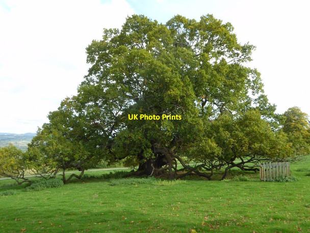 Photo 6"x4" Oak tree in Brockhampton Park Linley Green c2017