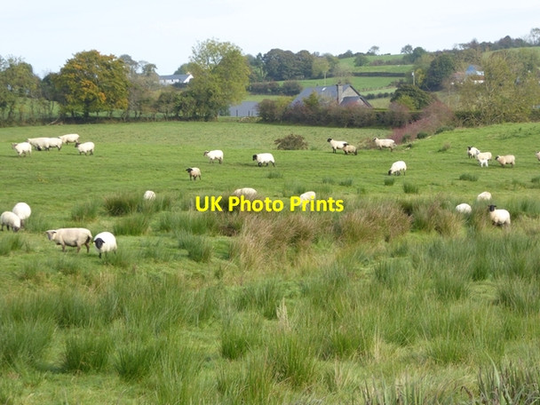 Photo 6"x4" Field with sheep at Corweelis Drumeague c2017