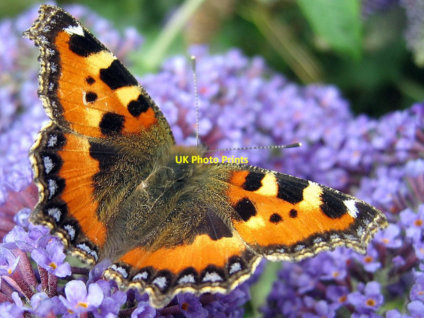 Photo 6"x4" Small tortoiseshell (Aglais urticae), Heddon Butterfly Garden Houghton\/NZ1266 c2003