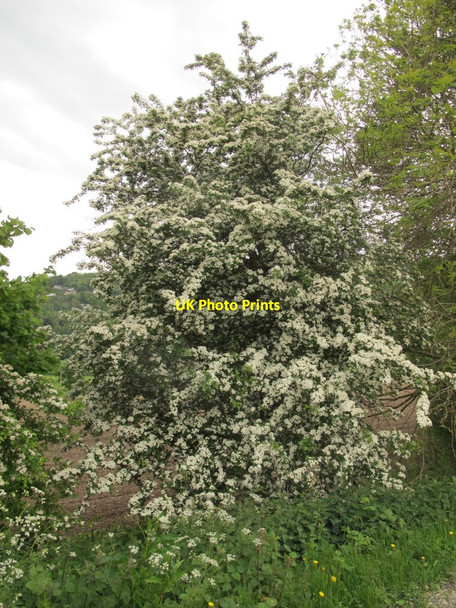 Photo 6"x4" Hawthorn tree by the canal Cefn-bychan\/SJ2741 c2017