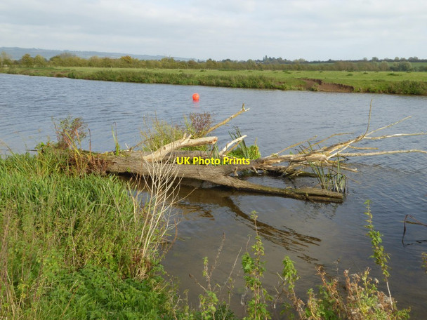 Photo 6"x4" A tree in the River Avon Bredon's Hardwick c2017