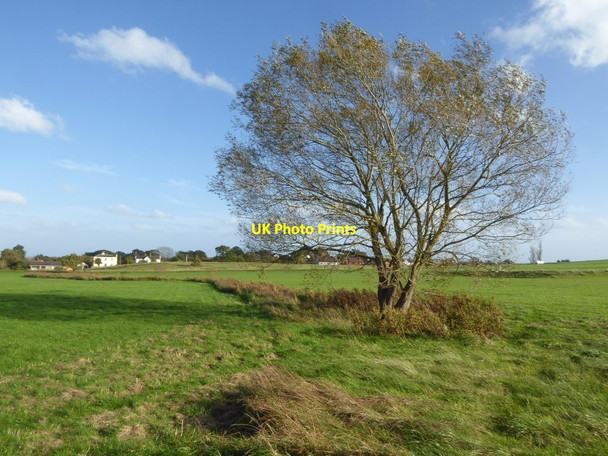 Photo 6"x4" Windswept tree on Malvern Common Great Malvern c2017