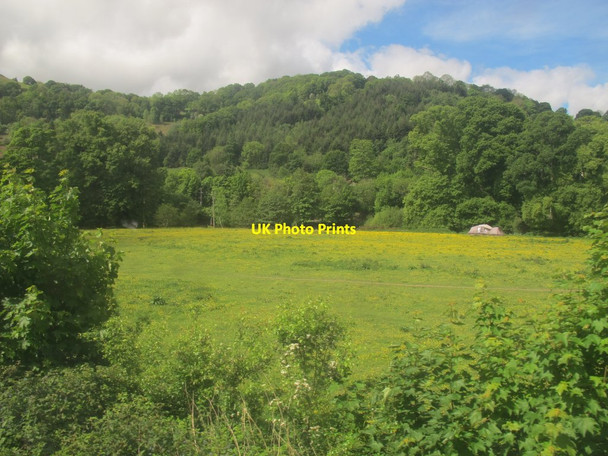 Photo 6"x4" Buttercup field outside Llangollen Llangollen c2017
