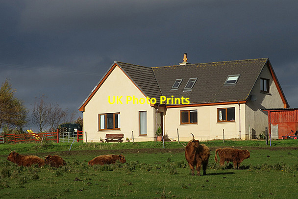 Photo 6"x4" Highland Cattle and a New House Craigellachie\/NJ2844 c2017