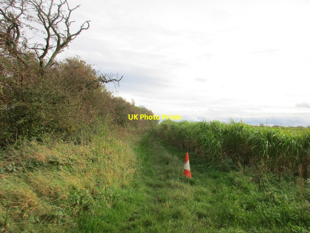 Photo 6"x4" Traffic cone and miscanthus Hackthorn\/SK9982 c2017