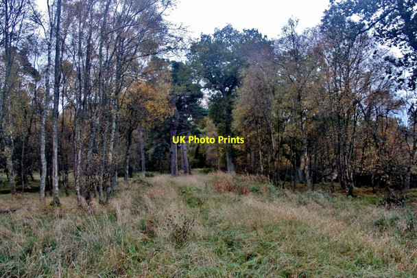 Photo 6"x4" Track through the woods at Campbell's Isle Findo Gask c2017