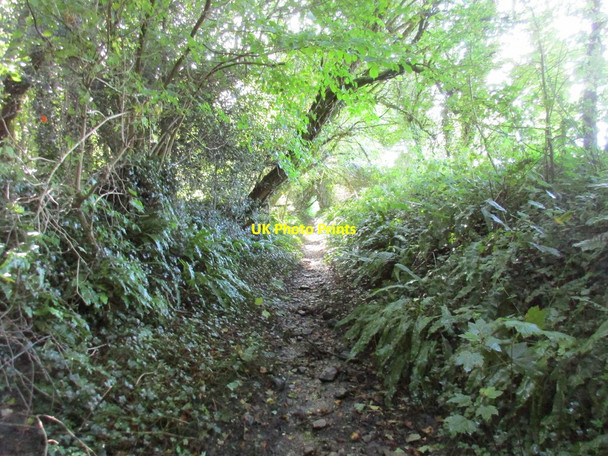 Photo 6"x4" Bridleway to Melbury Osmond Drive End c2017