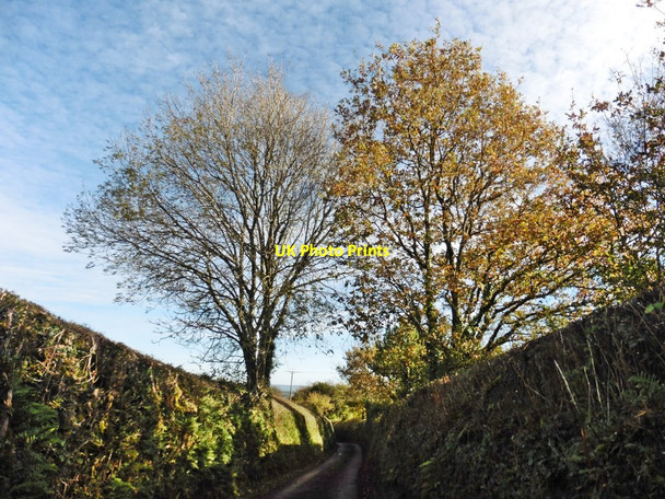 Photo 6"x4" Autumnal trees on Long Lane Tiverton\/SS9512 c2017