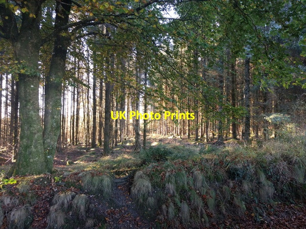 Photo 6"x4" Woodland next to Exeter racecourse Harcombe\/SX8881 c2017