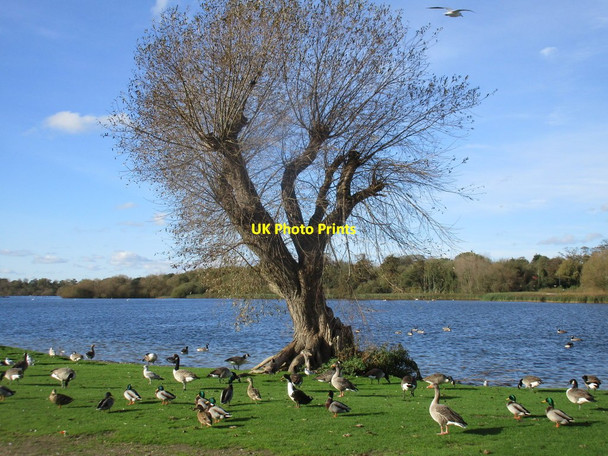 Photo 6"x4" Willow by the water, Hornsea Mere Hornsea c2017